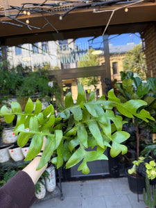 Epiphyllum Chrysocardium