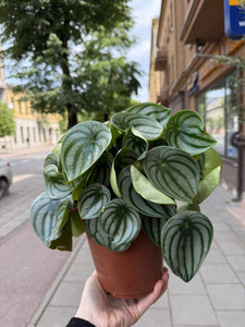 Peperomia Argyreia Watermelon