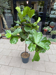 Lyralapis fikusas Ficus lyrata