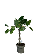 Translation missing: lt.sections.featured_product.gallery_thumbnail_alt