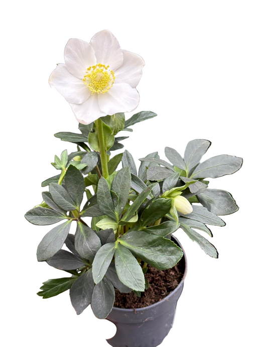 Helleborus Niger Christmas Carol