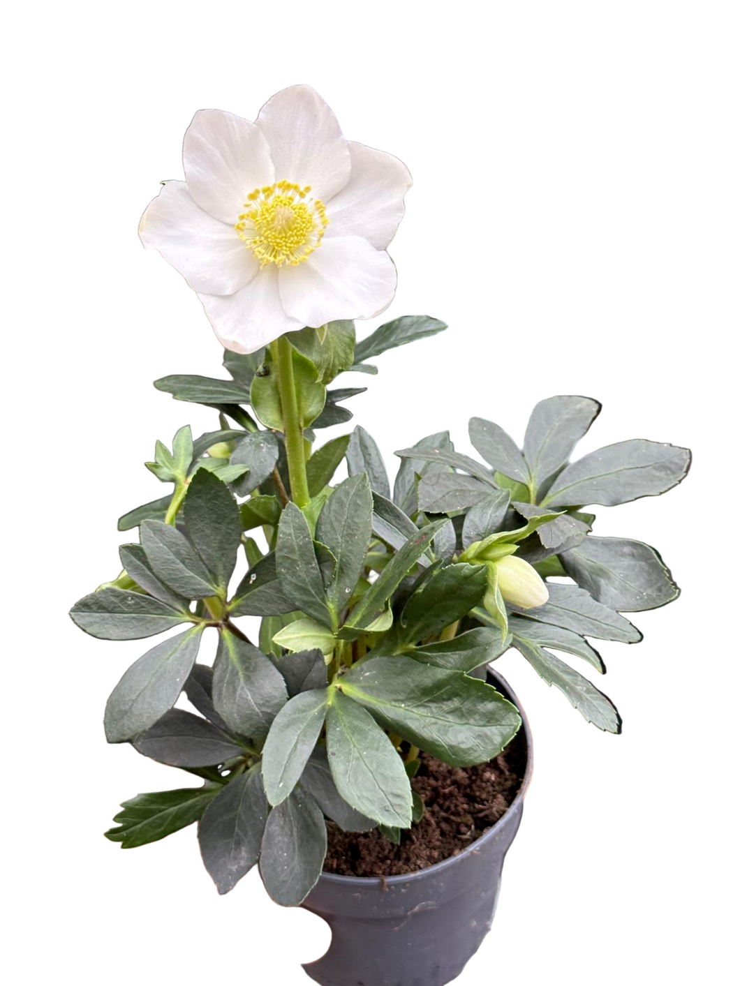 Helleborus Niger Christmas Carol