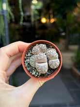 Translation missing: lt.sections.featured_product.gallery_thumbnail_alt