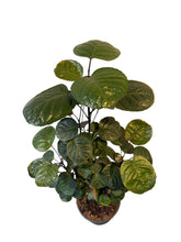 Translation missing: lt.sections.featured_product.gallery_thumbnail_alt