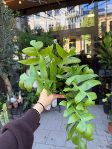Epiphyllum Chrysocardium