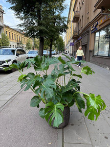 Monstera deliciosa