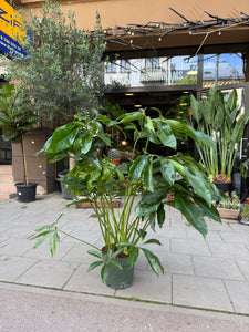Philodendron Funny bunny