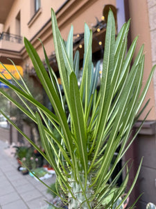 Pachypodium Lamerei Tukvis (Madagaskaro palmė)