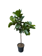 Translation missing: lt.sections.featured_product.gallery_thumbnail_alt