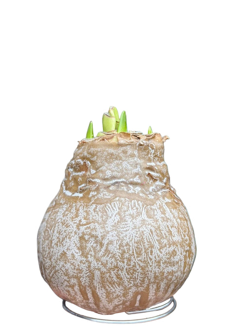 Meilen Hippeastrum White Amadeus