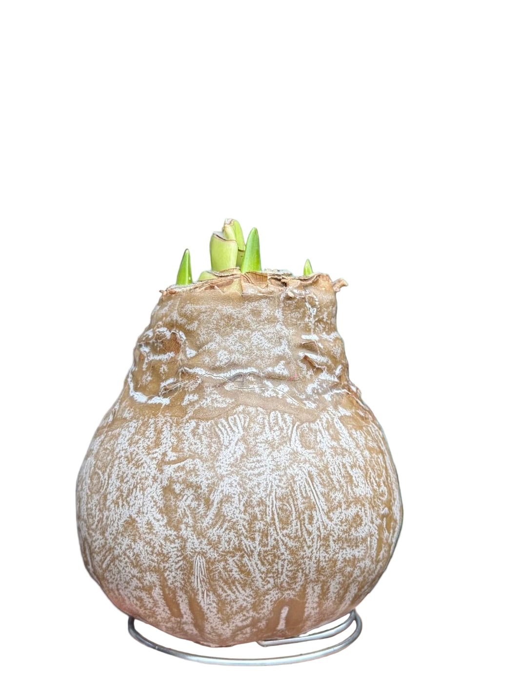 Amarilis Hippeastrum vaške (apšerkšnijęs)