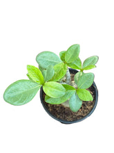 Translation missing: lt.sections.featured_product.gallery_thumbnail_alt