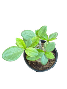Tinūtras Adenium arabicum