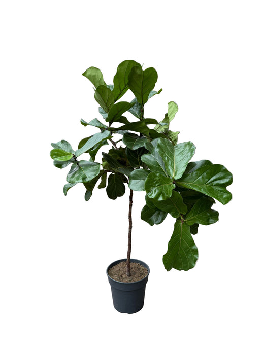 Lyralapis fikusas Ficus lyrata