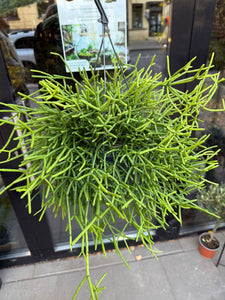 Rhipsalis Heteroclada