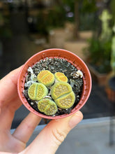 Translation missing: lt.sections.featured_product.gallery_thumbnail_alt