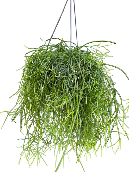 Rhipsalis heteroclada Hanger