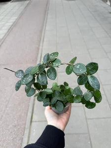 Hoya Mathilde