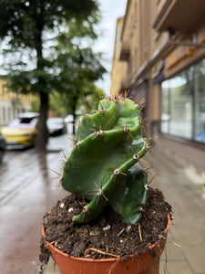 Cereus Jamacaru forbesii Spiralis