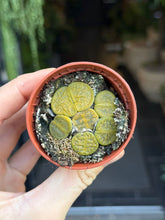 Translation missing: lt.sections.featured_product.gallery_thumbnail_alt