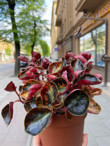 Peperomia Columbiana Creme Brullee