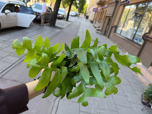 Epiphyllum Chrysocardium