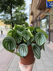 Peperomia Argyreia Watermelon