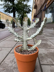 Euphorbia Lactea White Ghost