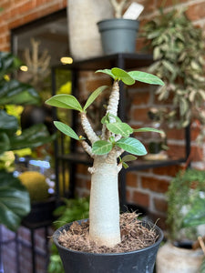 Tinūtras Adenium arabicum