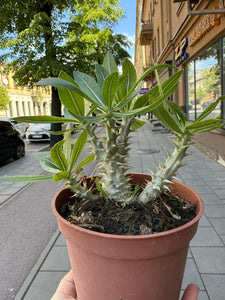Pachypodium densiflorum