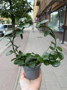 Hoya Mathilde