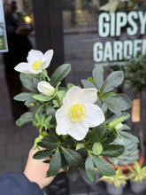 Translation missing: lt.sections.featured_product.gallery_thumbnail_alt