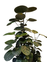 Translation missing: lt.sections.featured_product.gallery_thumbnail_alt