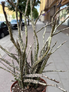 Euphorbia platyclada