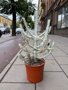 Euphorbia Lactea White Ghost