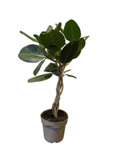 Translation missing: lt.sections.featured_product.gallery_thumbnail_alt