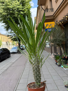 Pachypodium Lamerei Tukvis (Madagaskaro palmė)