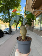 Translation missing: lt.sections.featured_product.gallery_thumbnail_alt