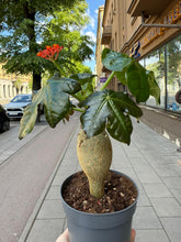 Translation missing: lt.sections.featured_product.gallery_thumbnail_alt