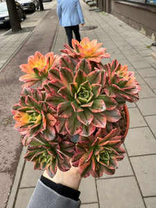 Ramdis Aeonium Sweet Tea