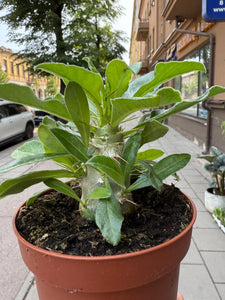 Tukvis Pachypodium Saundersii