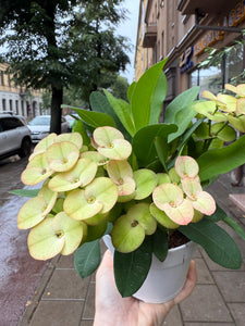 Karpažolė Euphorbia millii Neptunus