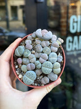 Translation missing: lt.sections.featured_product.gallery_thumbnail_alt