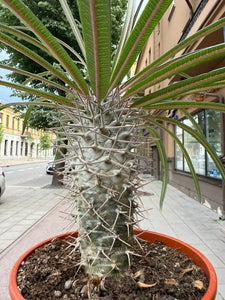 Pachypodium Gaeyi Aukštasis Tukvis 35cm