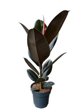 Translation missing: lt.sections.featured_product.gallery_thumbnail_alt