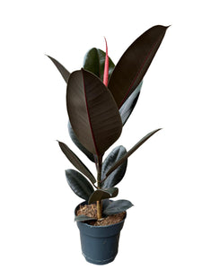 Ficus elastica Abidjan 65-70 cm 1 st.