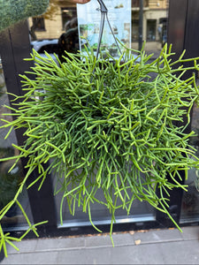 Rhipsalis Heteroclada