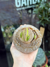 Translation missing: lt.sections.featured_product.gallery_thumbnail_alt