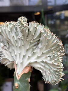 Euphorbia Lactea cristata