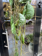 Translation missing: lt.sections.featured_product.gallery_thumbnail_alt